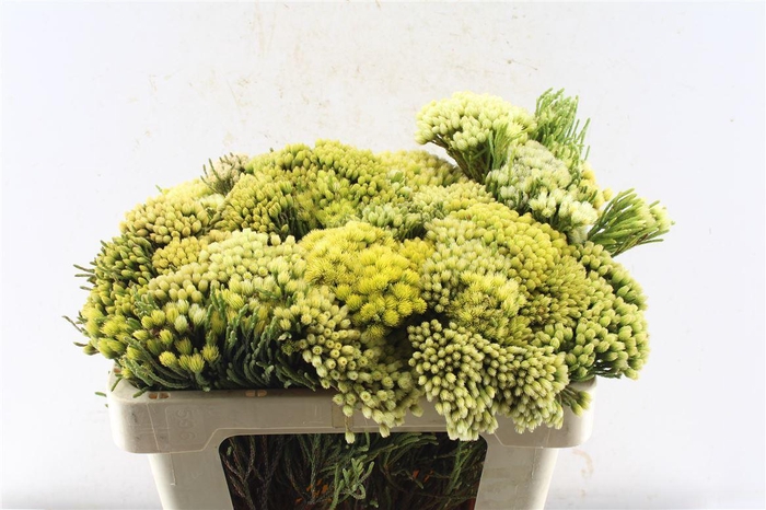 <h4>Kaaps Nebelia Paleacea</h4>