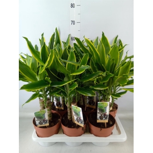 Dracaena frag. 'Golden Coast'