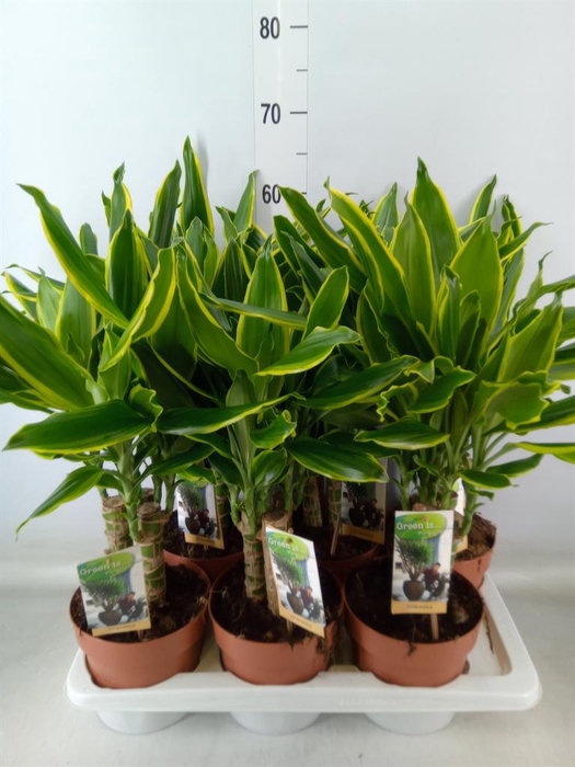 <h4>Dracaena frag. 'Golden Coast'</h4>