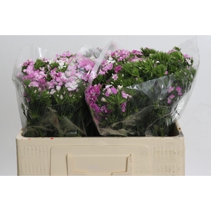 Dianthus Br Amazon Rose Magic