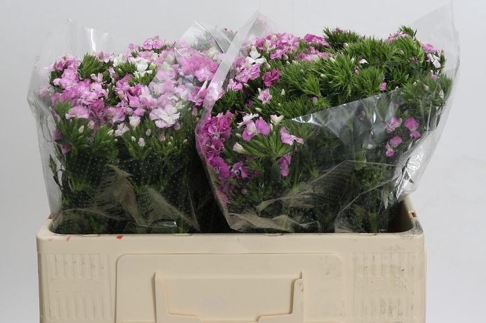 <h4>Dianthus Br Amazon Rose Magic</h4>