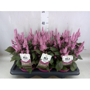 Celosia arg. SP 'Wild Pink'