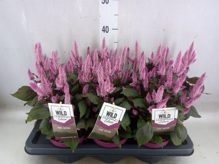 <h4>Celosia arg. SP 'Wild Pink'</h4>