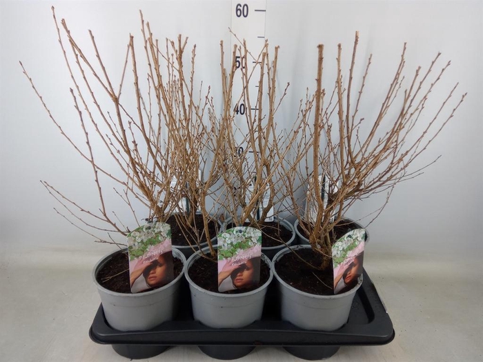 <h4>Prunus incisa</h4>