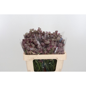 Astrantia Star Of Africa