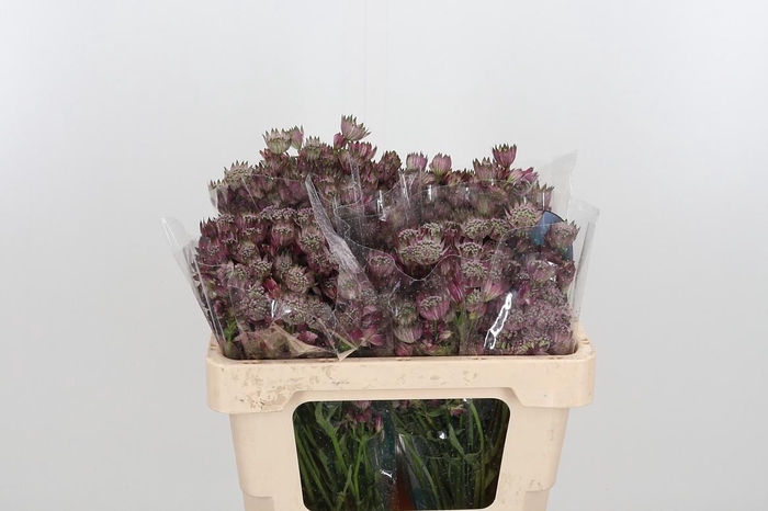 <h4>Astrantia Star Of Africa</h4>