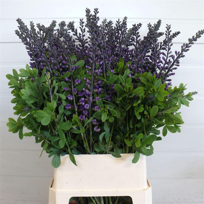 <h4>Baptisia Blue 100cm P Stem</h4>