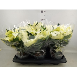 Euphorbia pulc. 'Alaska'