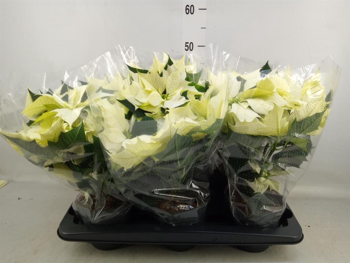 <h4>Euphorbia pulc. 'Alaska'</h4>