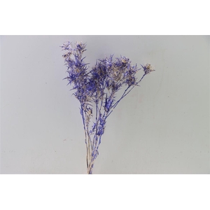 Dried Artz Cardi Matisse Bunch