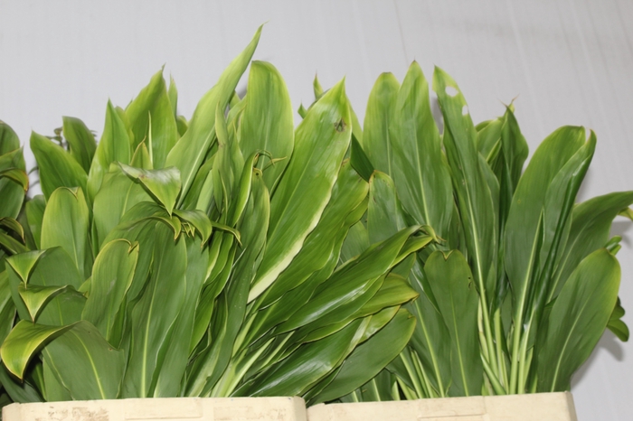 <h4>FOLHAGEM DRACENA ALBA</h4>