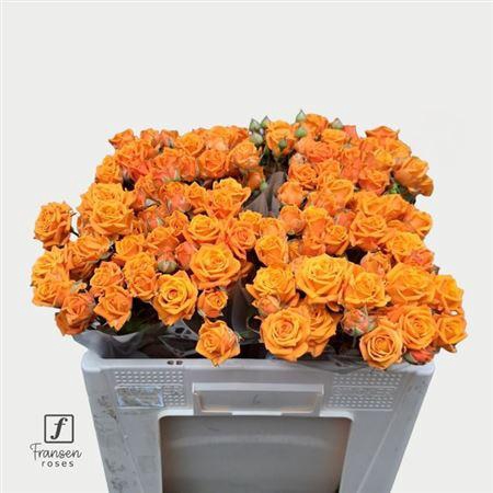 <h4>R Tr Orange Queen</h4>