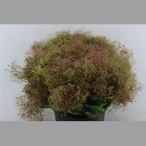 Cotinus Pruik P Bunch