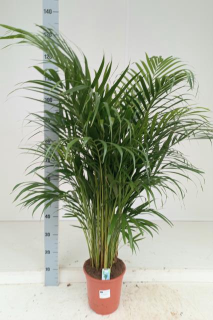 <h4>DYPSIS LUTESCENS</h4>