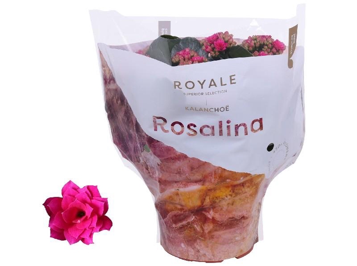 <h4>Kalanchoe Rosalina paars Royal paars</h4>
