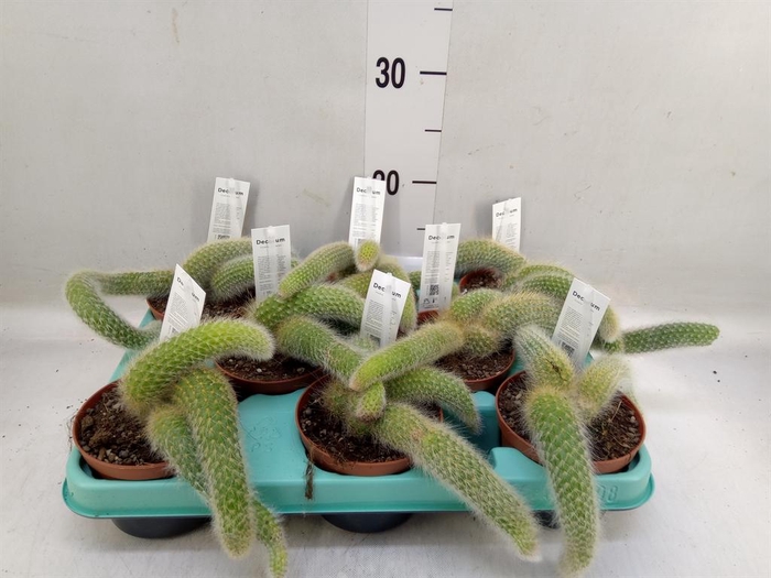 <h4>Cactus   ...</h4>