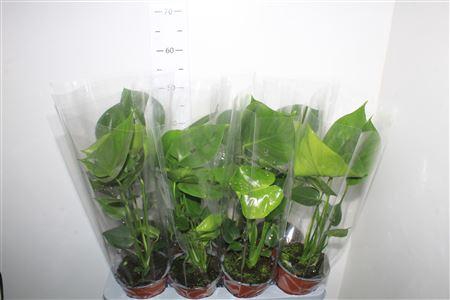 <h4>Monstera Deliciosa</h4>
