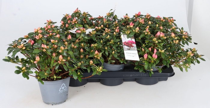 <h4>RHODO SI OV</h4>