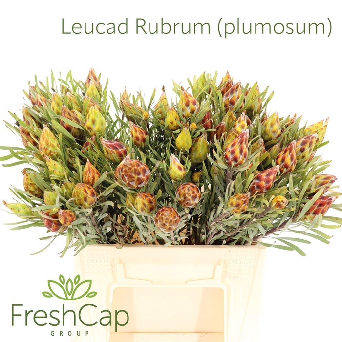 <h4>Leucadendron rubrum</h4>