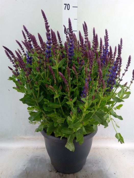 <h4>Salvia nemorosa 'Sensation Blue Dp'</h4>