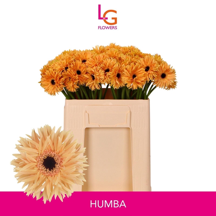 <h4>GERMINI PUNKI HUMBA</h4>