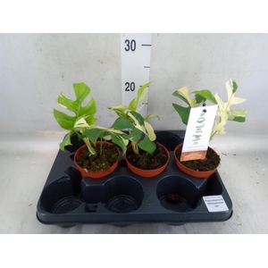 Planten Groen   ...L%