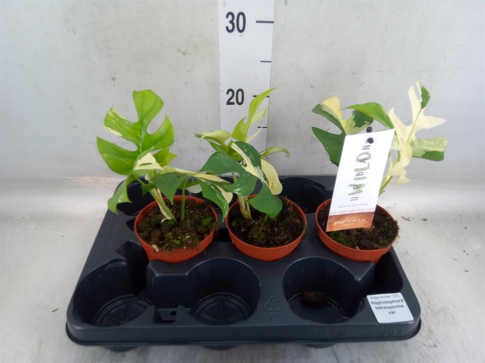 <h4>Planten Groen   ...L%</h4>