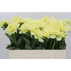 Dahlia Hilda Special