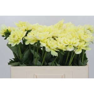 Dahlia Hilda Special