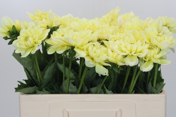 <h4>Dahlia Hilda Special</h4>