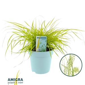 Pennisetum alop. 'Hameln Gold'