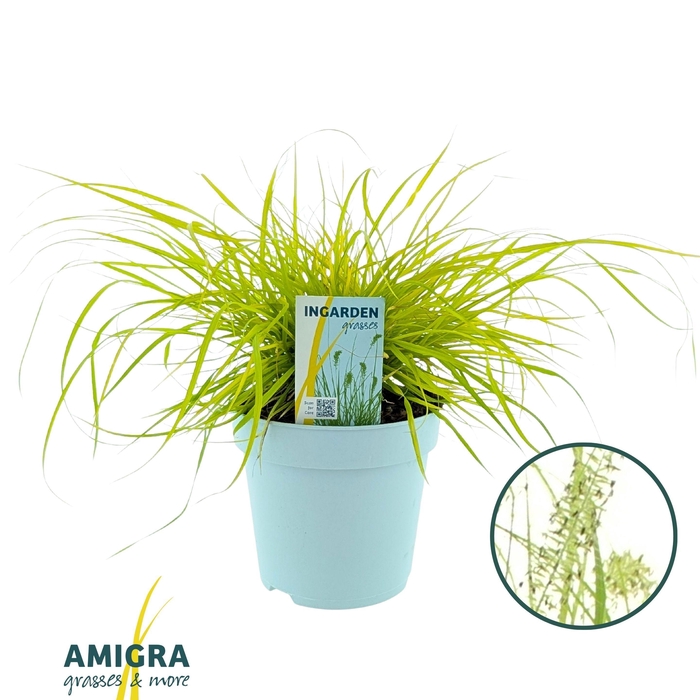 <h4>Pennisetum alop. 'Hameln Gold'</h4>