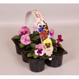 Viola Co Licht Roze Sixpack