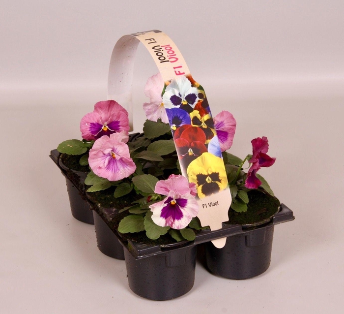 <h4>Viola Co Licht Roze Sixpack</h4>