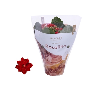 Kalanchoe Rosalina 07cm Royale Justino rood