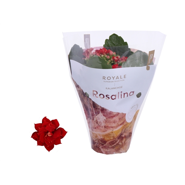 <h4>Kalanchoe Rosalina 07cm Royale Justino rood</h4>