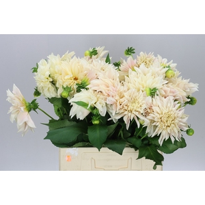 Dahlia Cafe Au Lait A2
