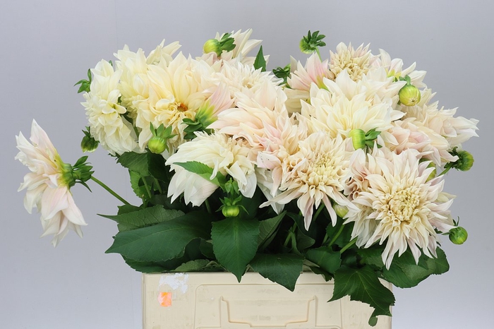 <h4>Dahlia Cafe Au Lait A2</h4>