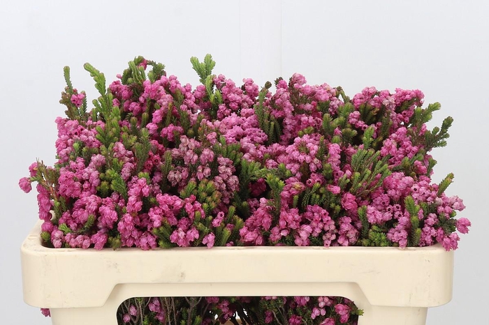 <h4>Kaaps Groen Erica Bella</h4>