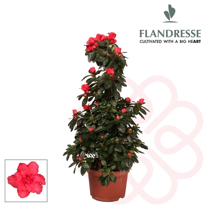 <h4>Azalea Flandresse® piramide 'rood' 65 cm</h4>