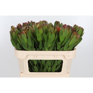 Leucadendron Saf Goldstrik