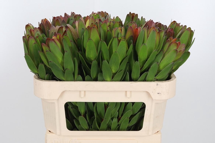 Leucadendron Saf Goldstrik