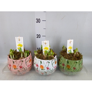 Arr.  Narcissus Tete Tete H%