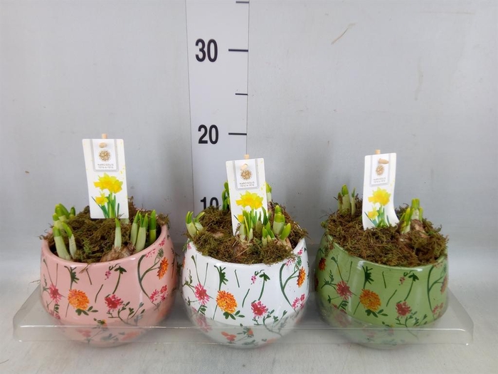 <h4>Arr. Narcissus Tete Tete H%</h4>