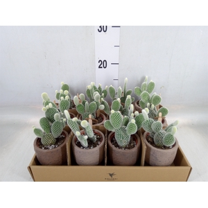 Opuntia microdasys 'Albispina'