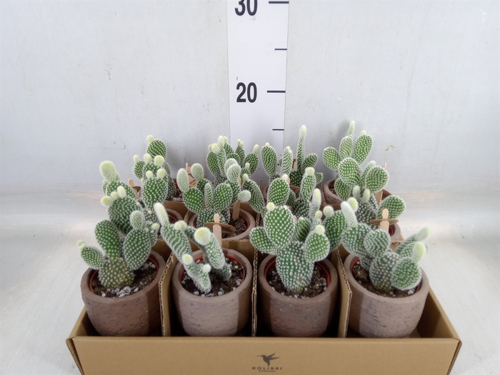 <h4>Opuntia microdasys 'Albispina'</h4>
