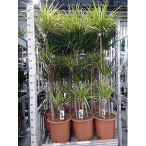 Dracaena   ...mix