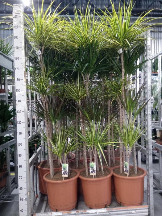 <h4>Dracaena   ...mix</h4>