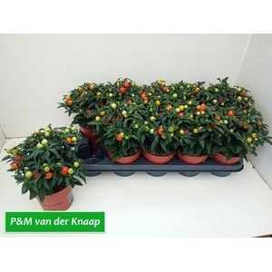 SOLAN PSEUDOCAPSIC