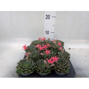 Graptopetalum tacitus   ...bloeiend